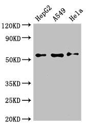NECTIN2 Polyclonal Antibody - image 2