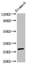 AKT1S1 Polyclonal Antibody - image 4