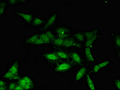 PHAX Polyclonal Antibody - image 3