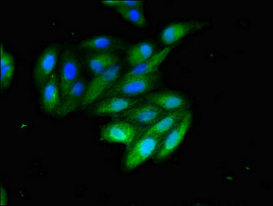 CD209 Polyclonal Antibody - image 5