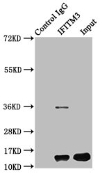IFITM3 Polyclonal Antibody - image 4