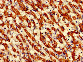 Immunofluorescent analysis of HepG2 cells using CAC14945 at dilution of 1:100 and Alexa Fluor 488-congugated AffiniPure Goat Anti-Rabbit IgG(H+L)