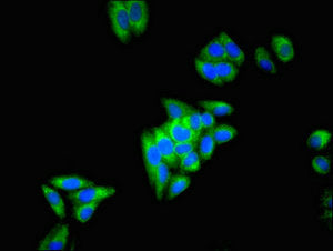 ECH1 Polyclonal Antibody - image 4