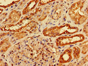 Immunohistochemistry of paraffin-embedded human pancreatic tissue using CAC14950 at dilution of 1:100