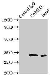 CAMLG Polyclonal Antibody - image 4