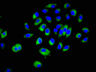 CRK Polyclonal Antibody - image 3