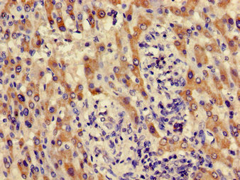 Immunohistochemistry of paraffin-embedded human kidney tissue using CAC14975 at dilution of 1:100