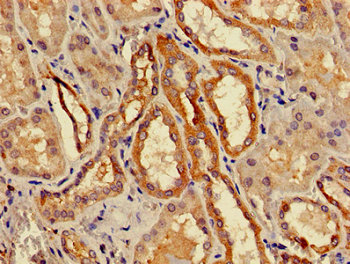 Immunofluorescent analysis of HepG2 cells using CAC14975 at dilution of 1:100 and Alexa Fluor 488-congugated AffiniPure Goat Anti-Rabbit IgG(H+L)