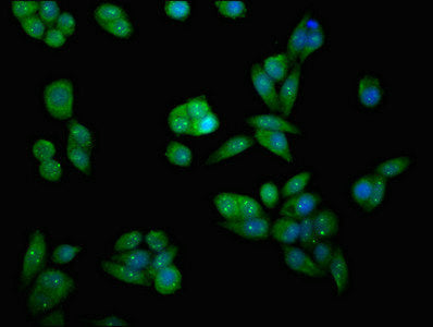 MAP2K7 Polyclonal Antibody - image 3
