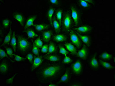 MAP3K9 Polyclonal Antibody - image 4