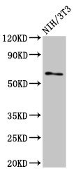 Immunofluorescent analysis of Hela cells using CAC15022 at dilution of 1:100 and Alexa Fluor 488-congugated AffiniPure Goat Anti-Rabbit IgG(H+L)