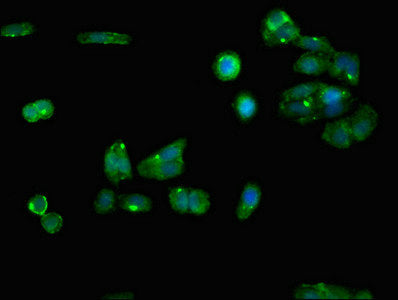 RGN Polyclonal Antibody - image 4