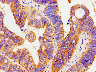 Immunohistochemistry of paraffin-embedded human prostate tissue using CAC15037 at dilution of 1:100