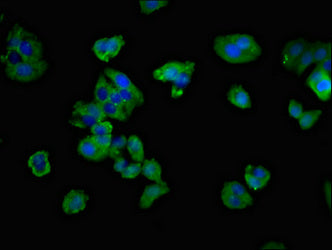CD3G Polyclonal Antibody - image 3