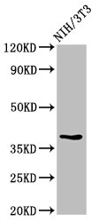 Immunohistochemistry of paraffin-embedded human small intestine tissue using CAC15066 at dilution of 1:100