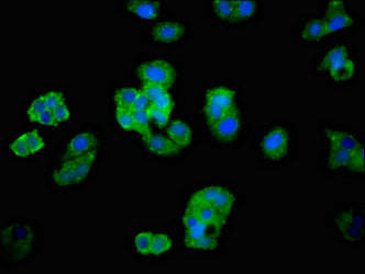 ADGRB2 Polyclonal Antibody - image 3