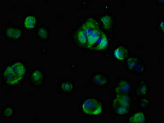 CDON Polyclonal Antibody - image 3