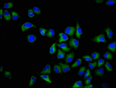 JAM3 Polyclonal Antibody - image 5