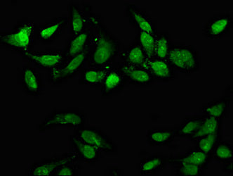 CD3EAP Polyclonal Antibody - image 4