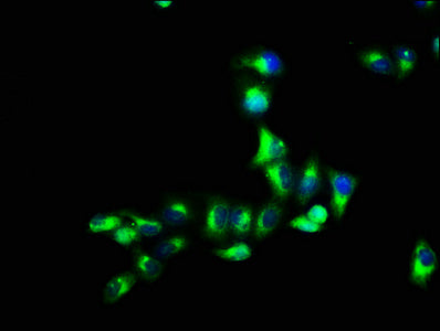 GPR12 Polyclonal Antibody - image 4