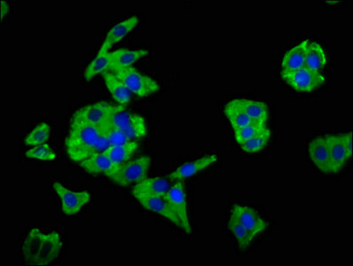 MSN Polyclonal Antibody - image 4