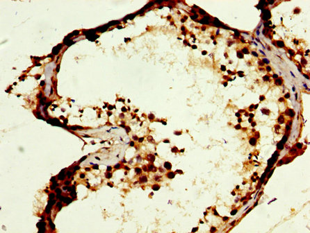 MOS Polyclonal Antibody - image 3