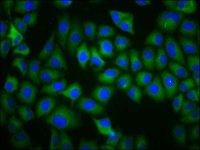 TAAR5 Polyclonal Antibody - image 4