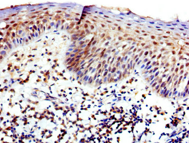 Immunofluorescence staining of Hela cells with CAC15122 at 1:150, counter-stained with DAPI. The cells were fixed in 4% formaldehyde, permeabilized using 0.2% Triton X-100 and blocked in 10% normal Goat Serum. The cells were then incubated with the antibody overnight at 4°C. The secondary antibody was Alexa Fluor 488-congugated AffiniPure Goat Anti-Rabbit IgG(H+L).