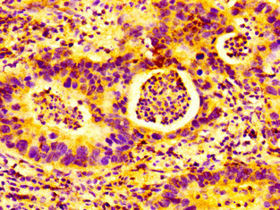 AMFR Polyclonal Antibody - image 4