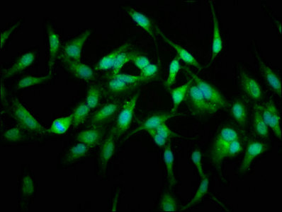 USP48 Polyclonal Antibody - image 5