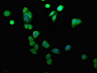 ARID3A Polyclonal Antibody - image 5
