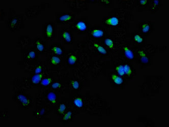 ACBD3 Polyclonal Antibody - image 5
