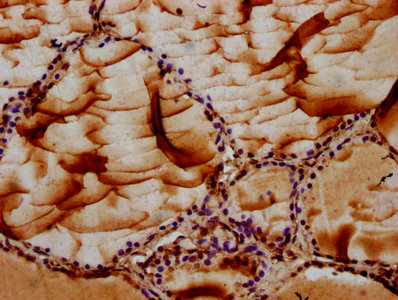MAN2B2 Polyclonal Antibody - image 4