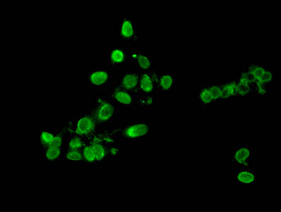 HIST1H3A (Ab-9) Polyclonal Antibody - image 3