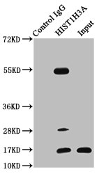 HIST1H3A (Ab-4) Polyclonal Antibody - image 5
