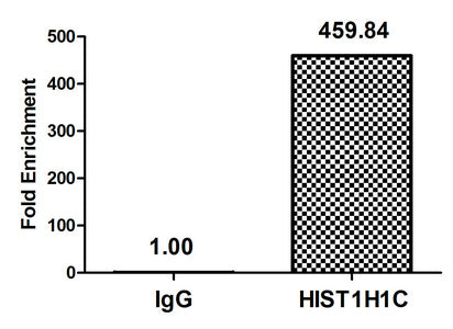 Acetyl-HIST1H1C (K16) Polyclonal Antibody - image 4