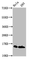 Crotonyl-HIST1H2AG (K118) Polyclonal Antibody - image 5