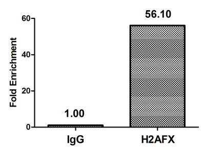 Phospho-H2AFX (S139) Polyclonal Antibody - image 4