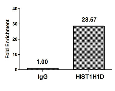 Phospho-HIST1H1D (T179) Polyclonal Antibody - image 3