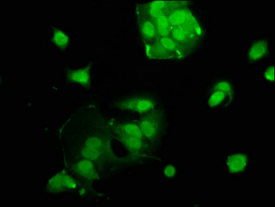 USF2 Polyclonal Antibody - image 3