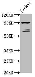 TAX1BP1 Polyclonal Antibody - image 2