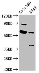EBF3 Polyclonal Antibody - image 2