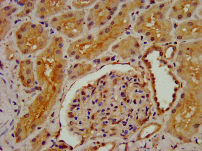 DMGDH Polyclonal Antibody - image 5