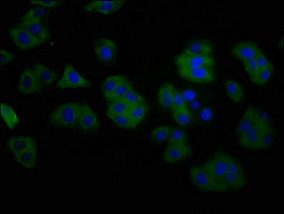 ANO2 Polyclonal Antibody - image 4