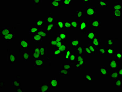 HIST1H3A (Ab-10) Polyclonal Antibody - image 5