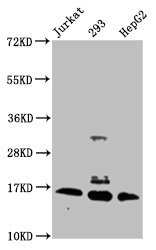 2-hydroxyisobutyryl-HIST1H3A (K56) Polyclonal Antibody - image 3