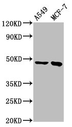 ESRRB Polyclonal Antibody - image 2