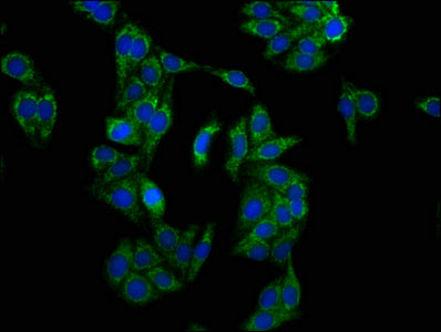 LRPPRC Polyclonal Antibody - image 5
