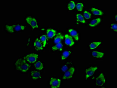 LSAMP Polyclonal Antibody - image 3