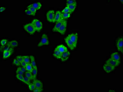 SLAMF6 Polyclonal Antibody - image 4